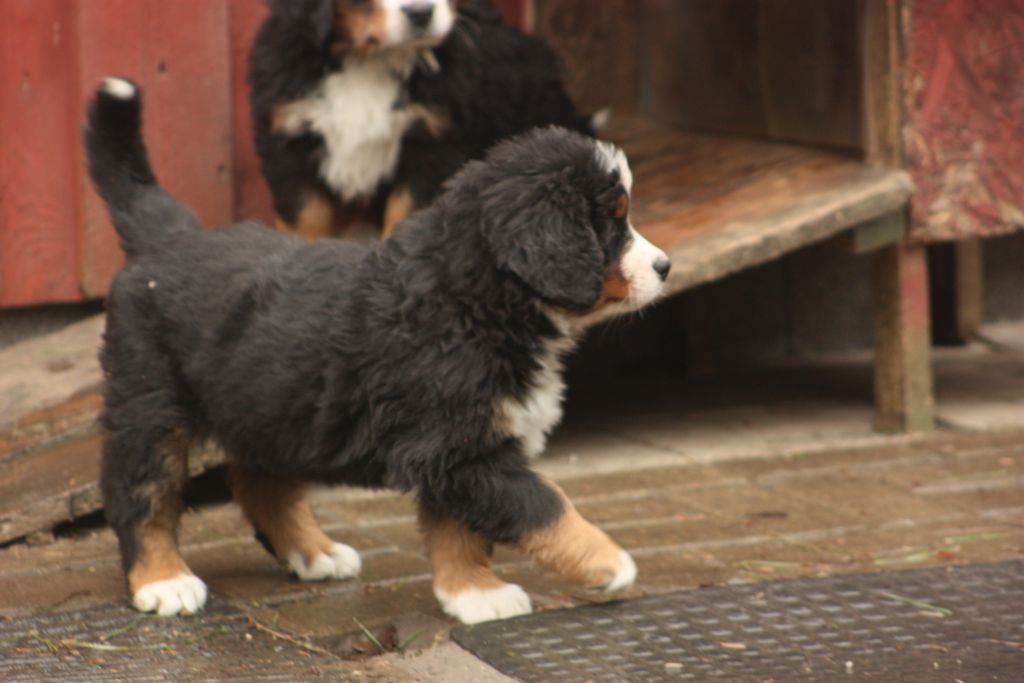 Gallery for w-litter-bernese
