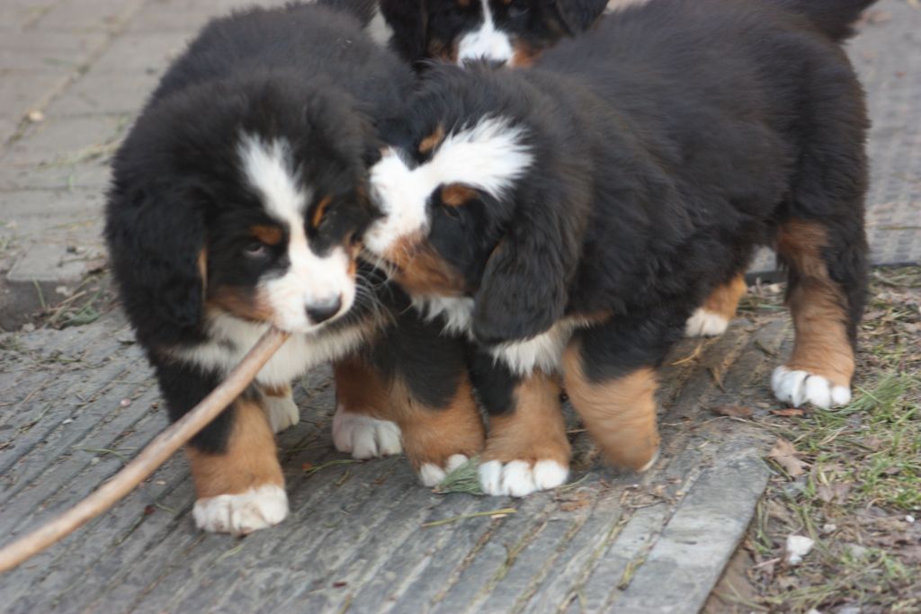 Gallery for w-litter-bernese