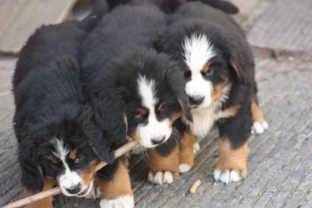 Gallery for w-litter-bernese