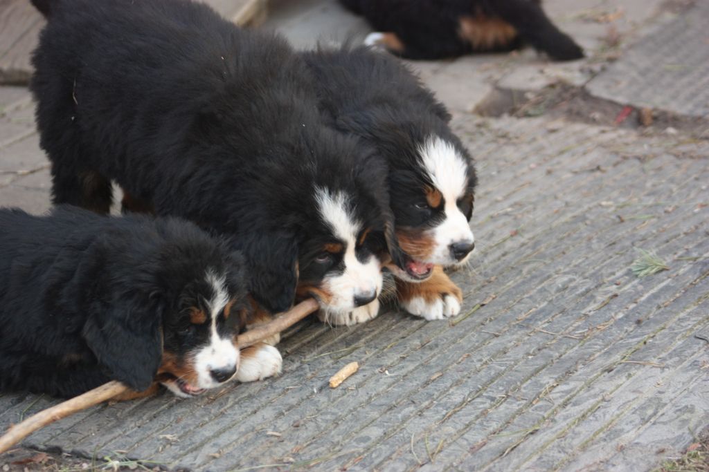 Gallery for w-litter-bernese