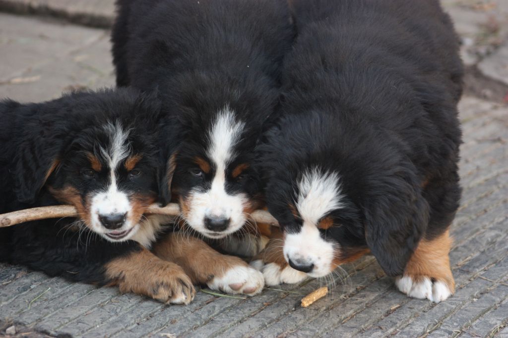 Gallery for w-litter-bernese