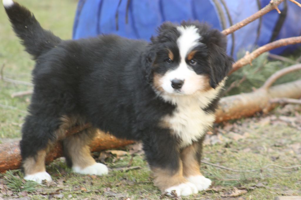 Gallery for w-litter-bernese