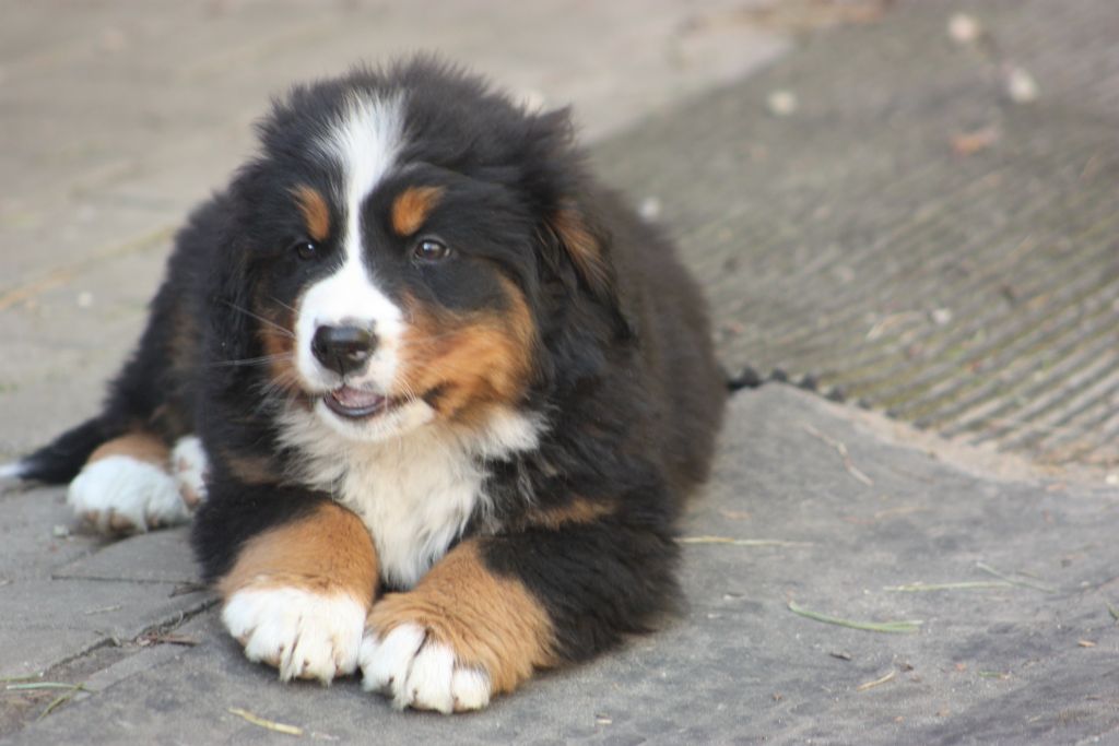 Gallery for w-litter-bernese