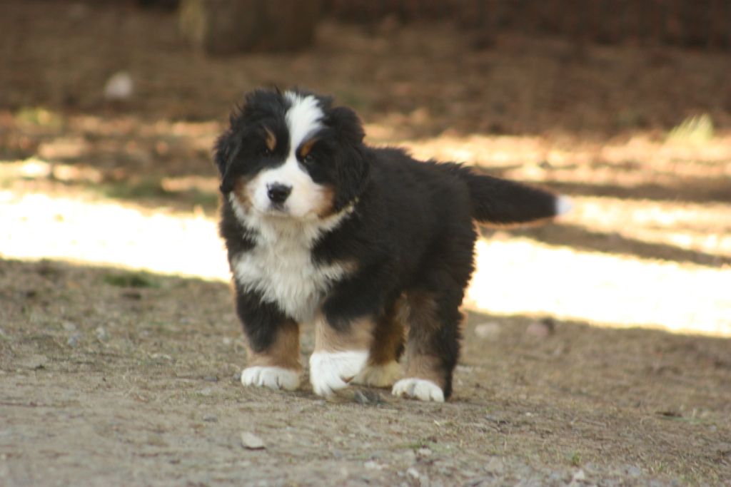Gallery for w-litter-bernese
