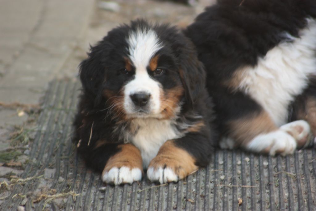 Gallery for w-litter-bernese