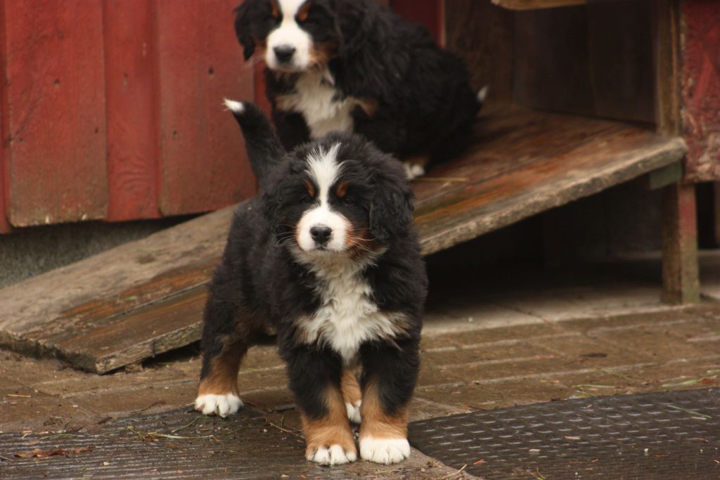 Gallery for w-litter-bernese