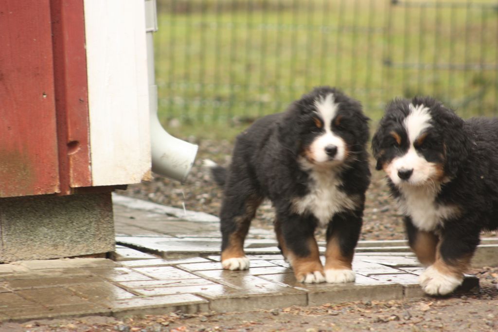 Gallery for w-litter-bernese