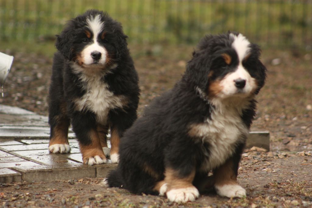 Gallery for w-litter-bernese
