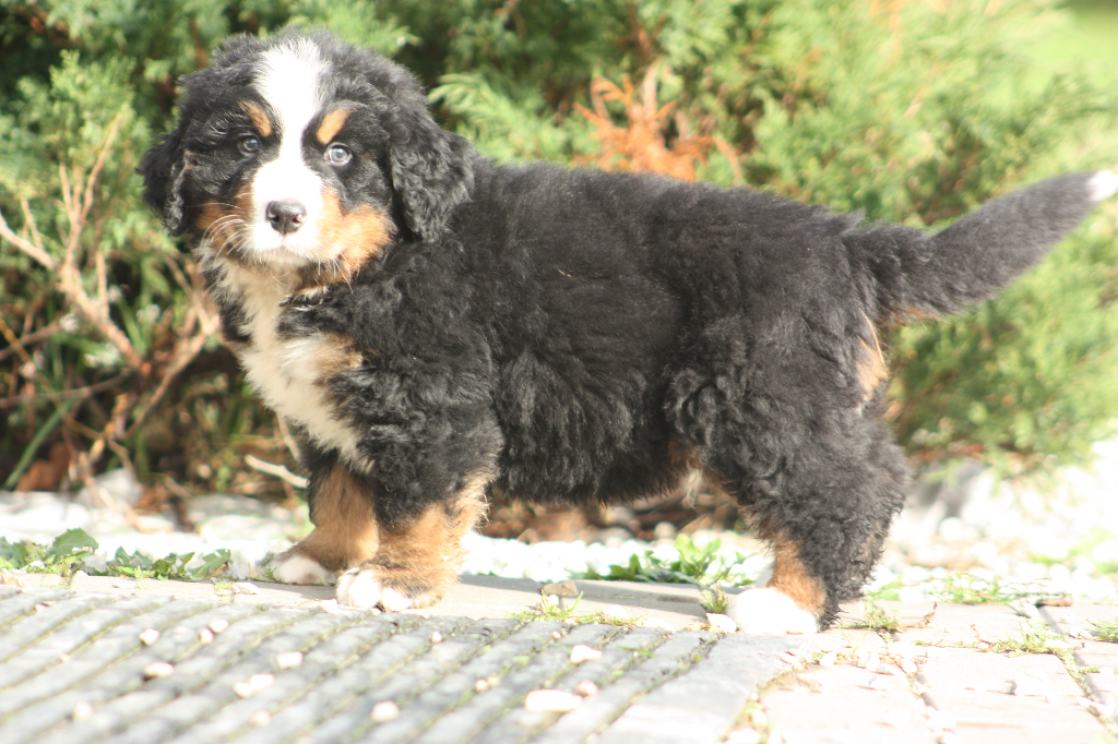 Gallery for l2-litter-bernese
