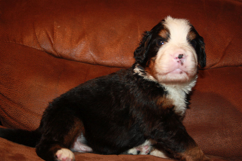Gallery for a2-litter-bernese