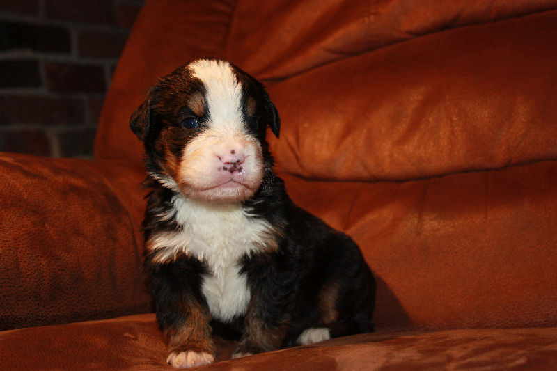 Gallery for a2-litter-bernese