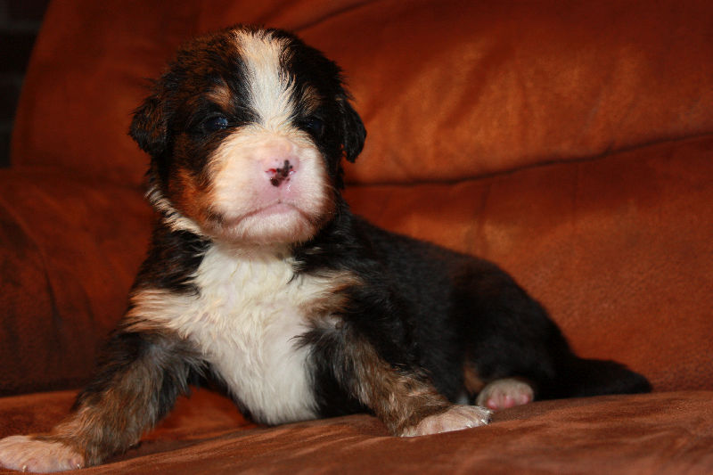 Gallery for a2-litter-bernese