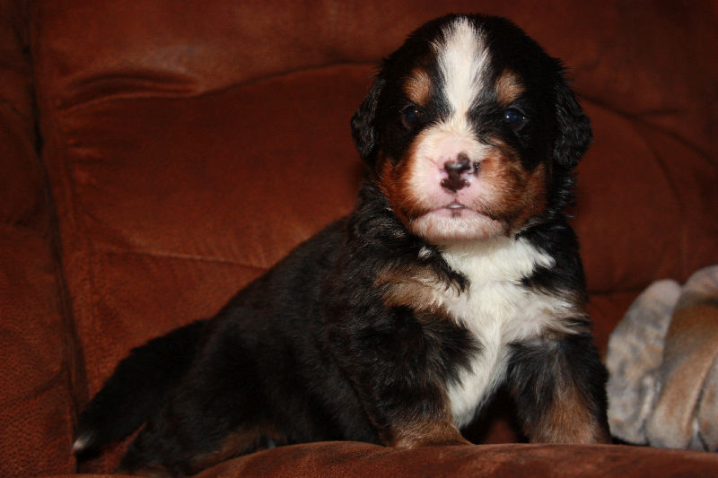 Gallery for a2-litter-bernese
