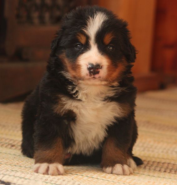Gallery for w-litter-bernese