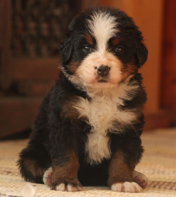Gallery for w-litter-bernese