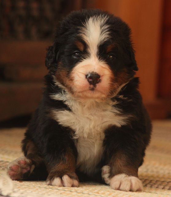 Gallery for w-litter-bernese