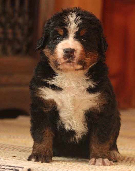 Gallery for w-litter-bernese
