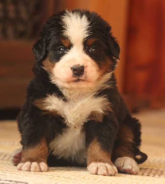 Gallery for w-litter-bernese