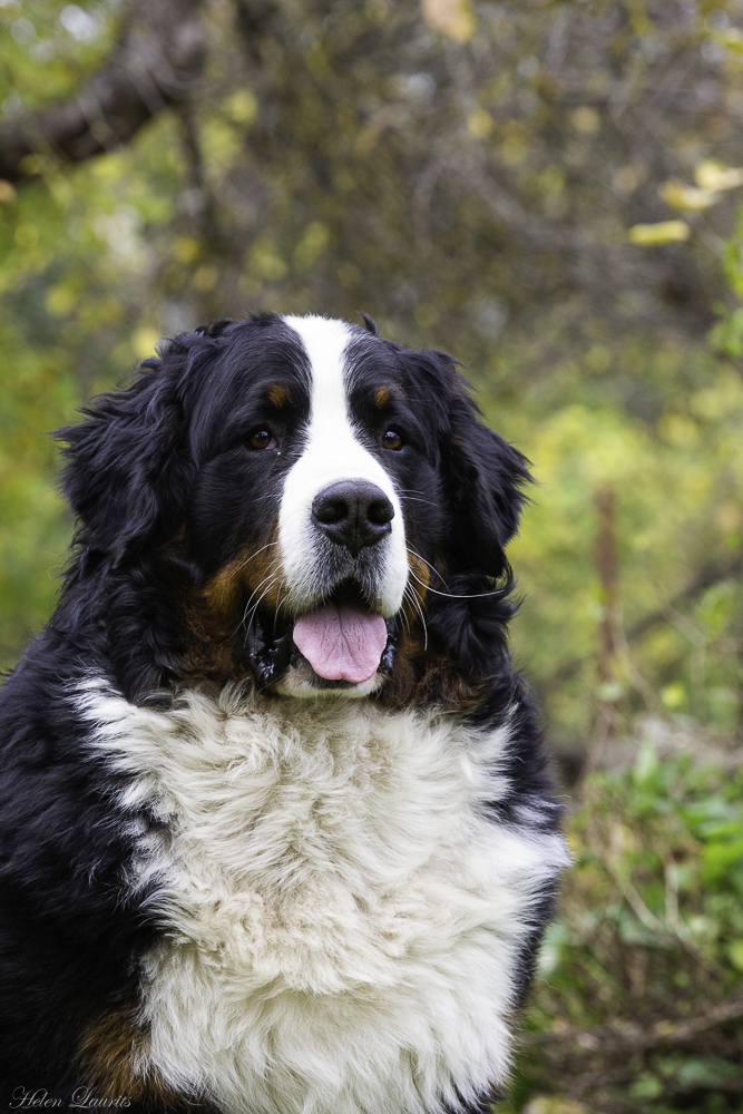 Gallery for n2-litter-bernese