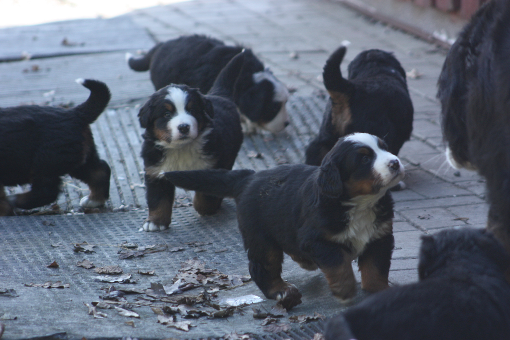 Gallery for n2-litter-bernese