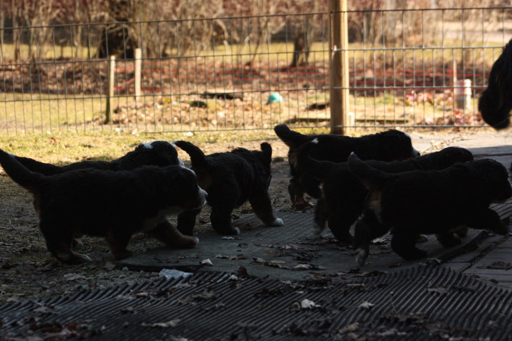 Gallery for n2-litter-bernese