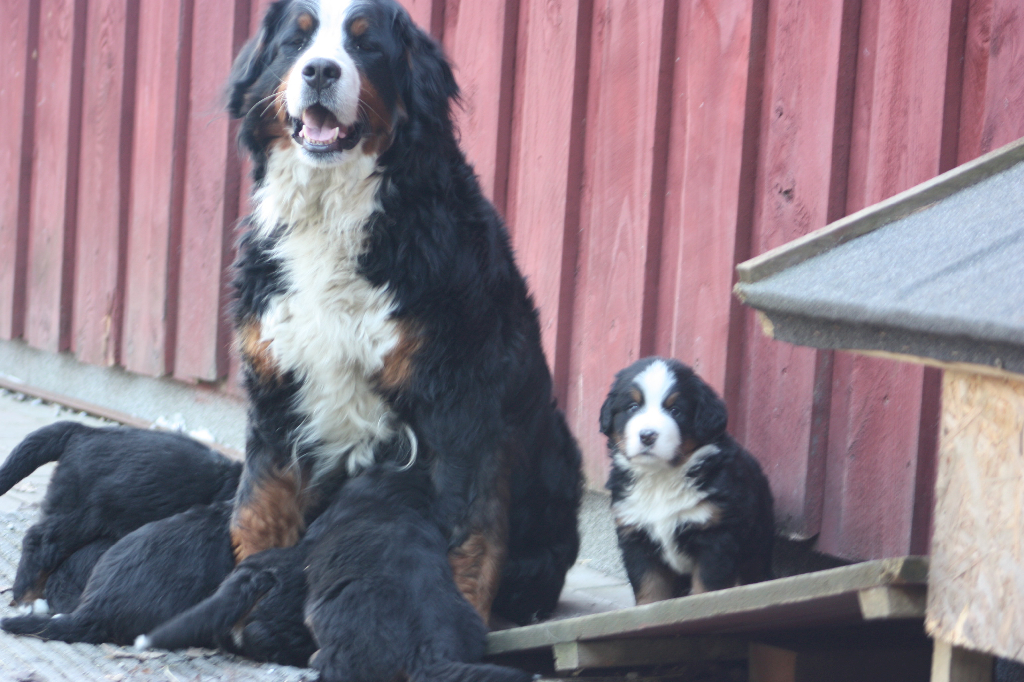 Gallery for n2-litter-bernese