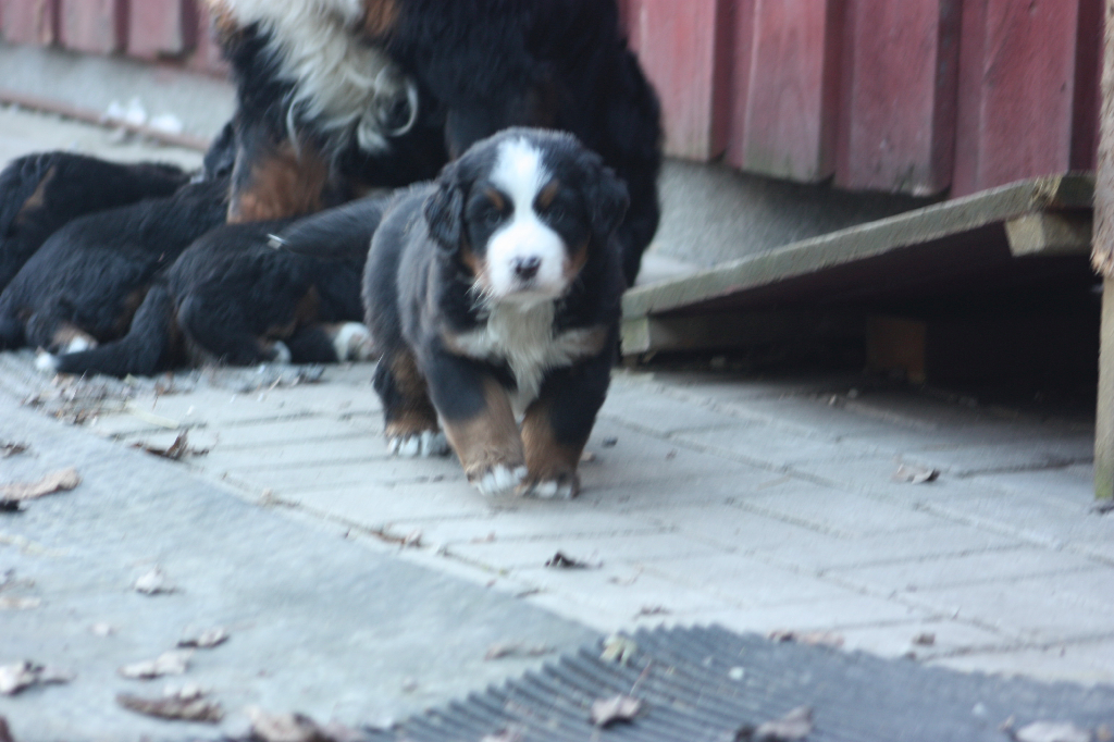 Gallery for n2-litter-bernese
