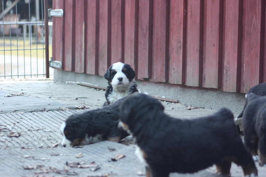 Gallery for n2-litter-bernese