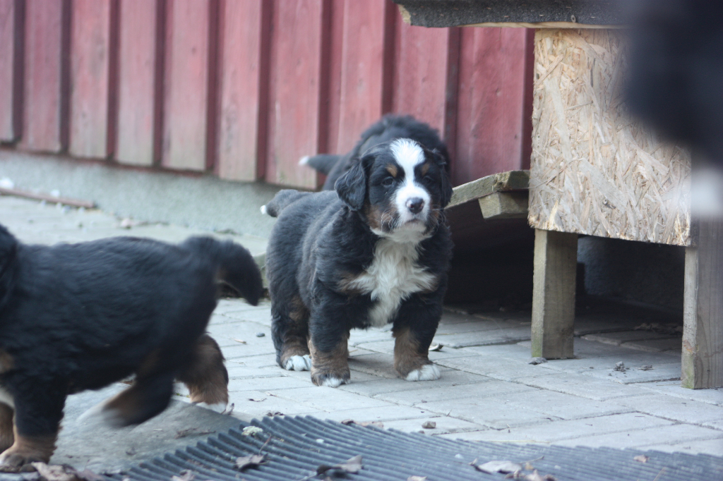 Gallery for n2-litter-bernese