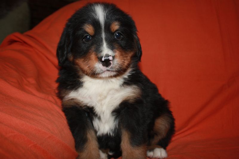 Gallery for l-litter-bernese