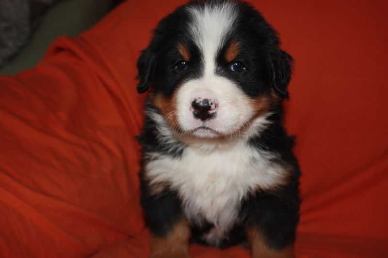 Gallery for l-litter-bernese
