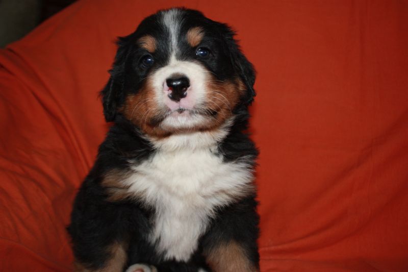 Gallery for l-litter-bernese