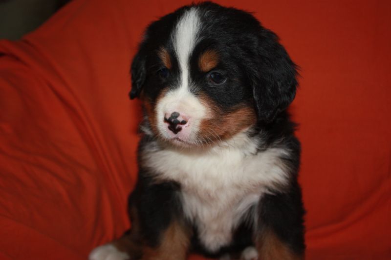 Gallery for l-litter-bernese