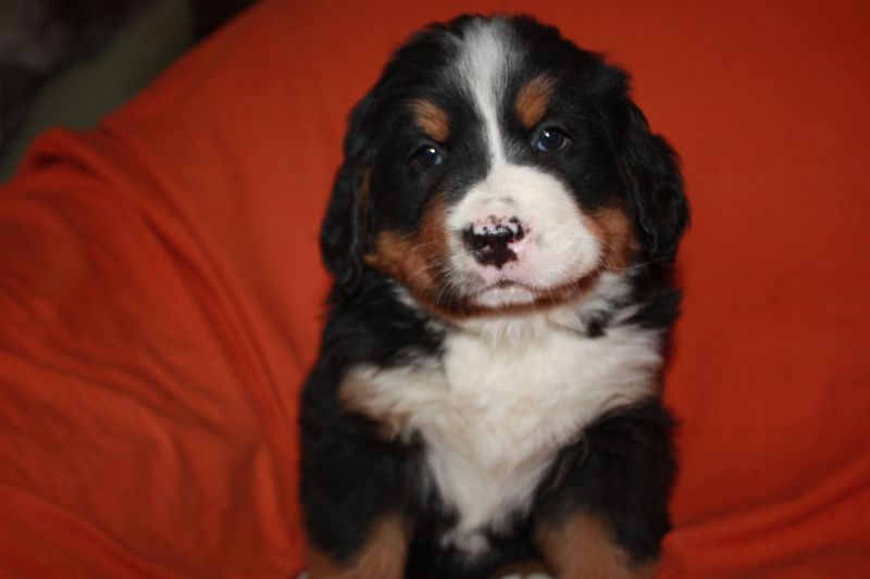 Gallery for l-litter-bernese