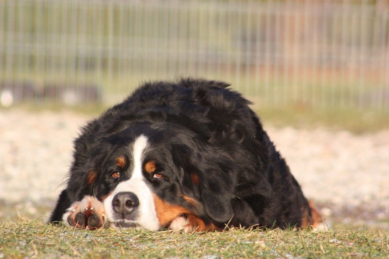 Gallery for d2-litter-bernese