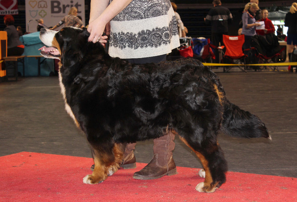Gallery for d2-litter-bernese