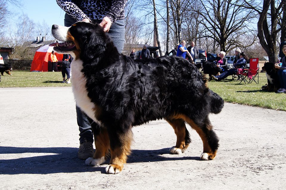 Gallery for d2-litter-bernese