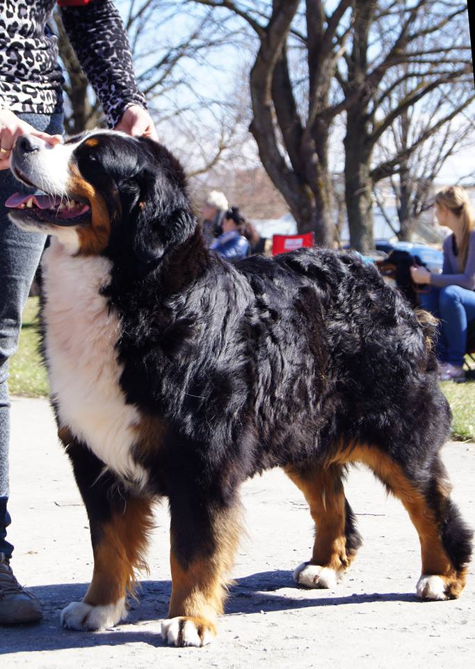 Gallery for d2-litter-bernese