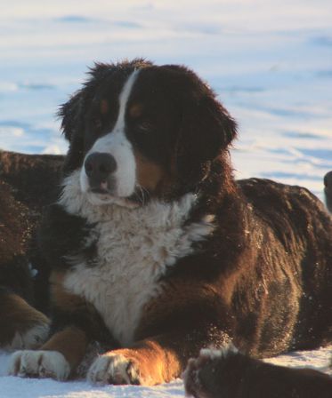 Gallery for d2-litter-bernese