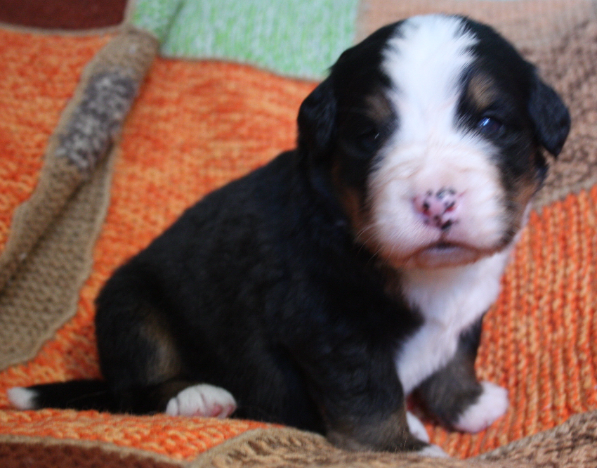 Gallery for k2-litter-bernese