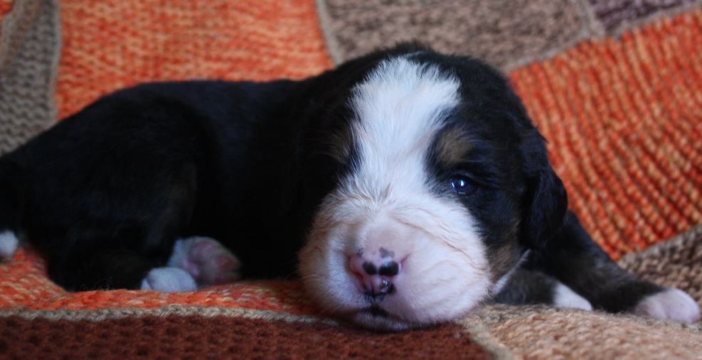 Gallery for k2-litter-bernese