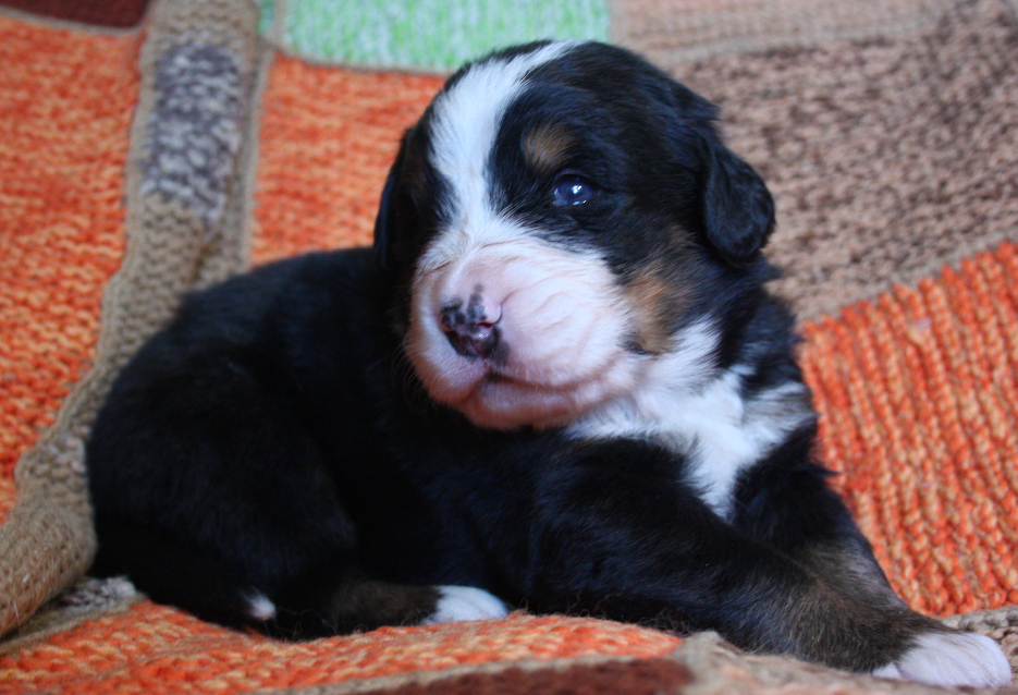 Gallery for k2-litter-bernese