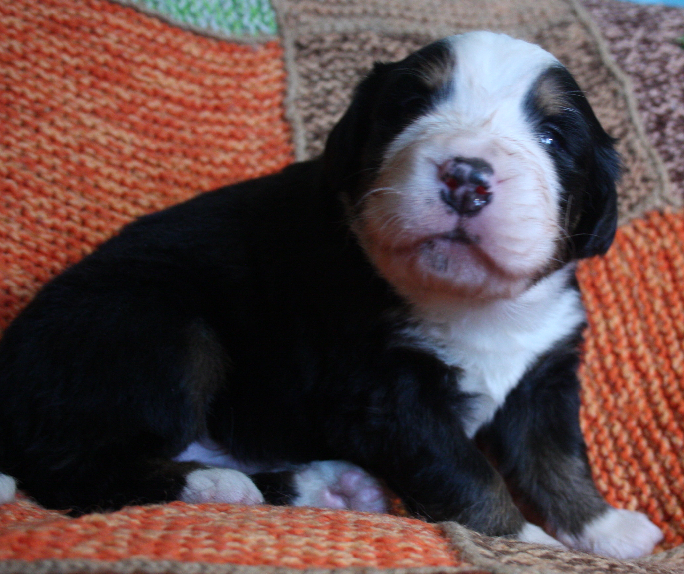 Gallery for k2-litter-bernese
