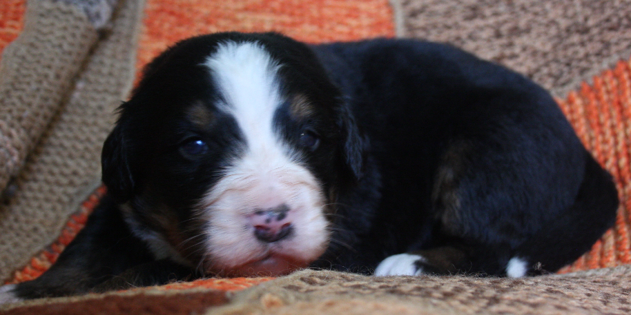 Gallery for k2-litter-bernese