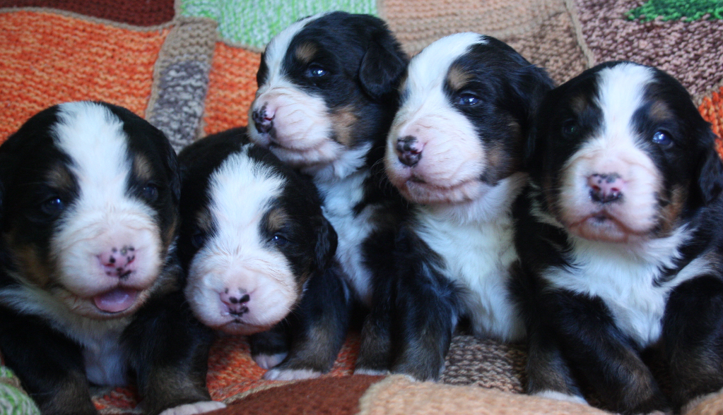 Gallery for k2-litter-bernese