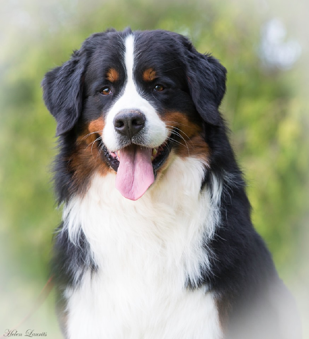 Gallery for q2-litter-bernese