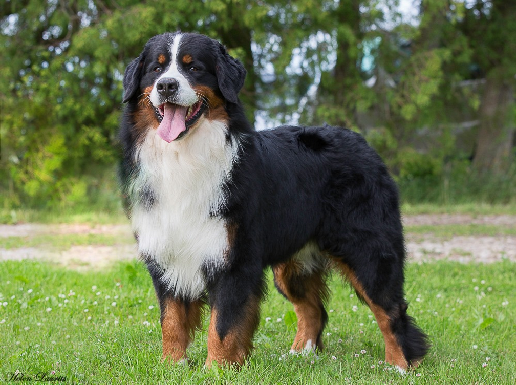 Gallery for q2-litter-bernese