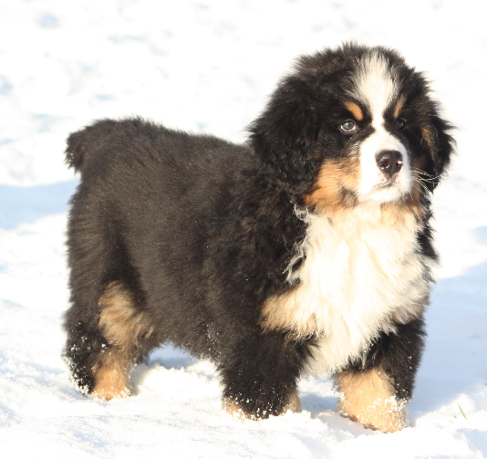 Gallery for i2-litter-bernese