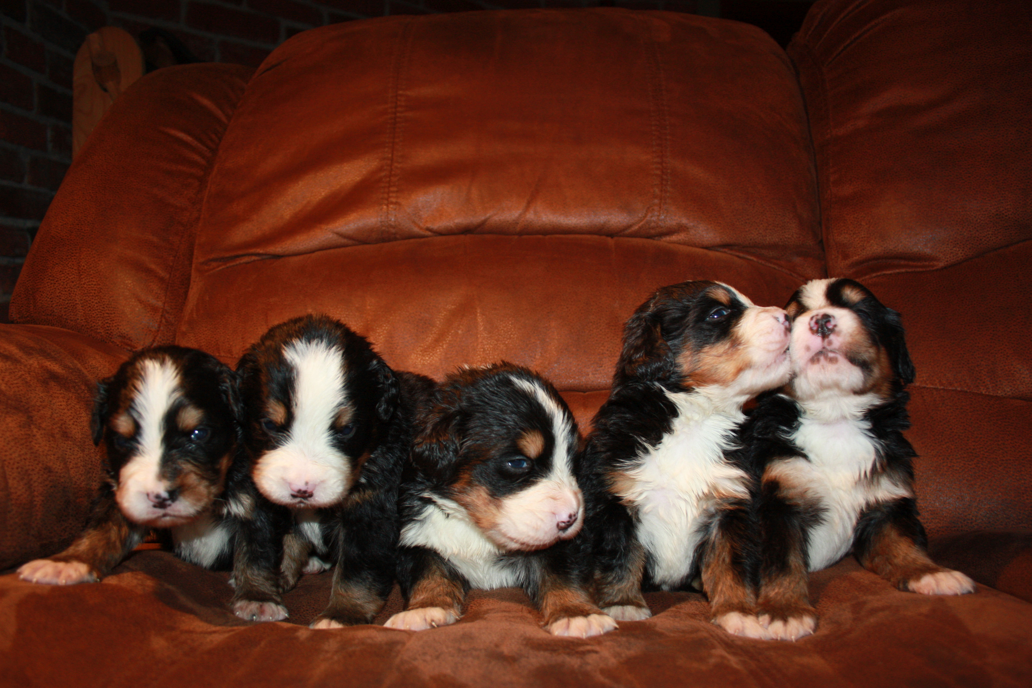 Gallery for a2-litter-bernese