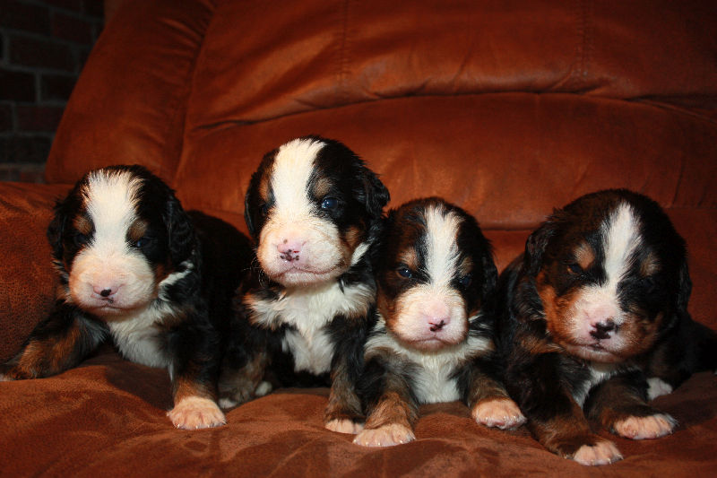 Gallery for a2-litter-bernese